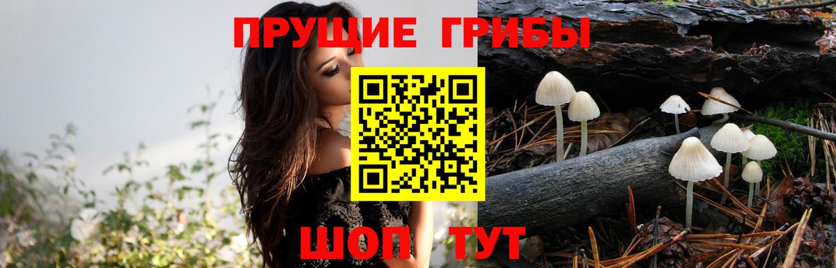 Псилоцибиновые грибы Psilocybe Рассказово